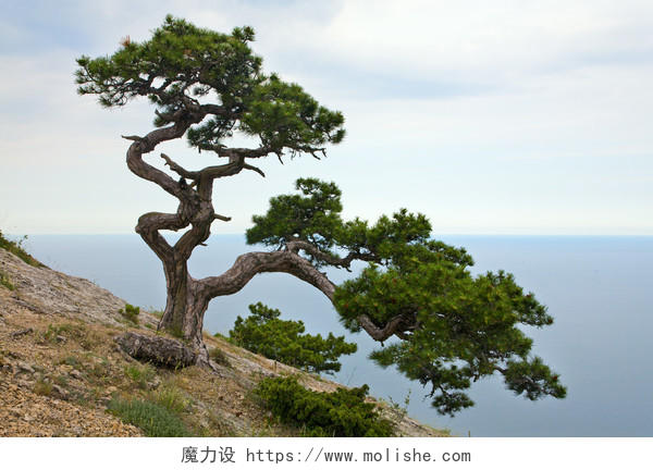 海边海面海上礁石树木悬崖边的树木松树歪脖子树